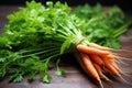 close-up of biologically grown carrots with fresh leaves