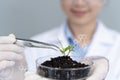 Close up of biologist hands with protective gloves holding young plant with roots over petri dish with microscopic soil in Royalty Free Stock Photo