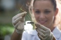 Biologist holding seedling above glass for test Royalty Free Stock Photo