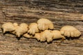 Bitter Oyster Fungus - Panellus stipticus