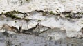 Close-up Birch Bark Texture with Green Moss Details Royalty Free Stock Photo