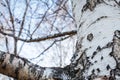 Close up birch bark texture natural background. birch tree wood texture with old cracks. pattern of birch bark Royalty Free Stock Photo