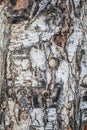 Close up birch bark texture natural background. birch tree wood texture with old cracks. pattern of birch bark Royalty Free Stock Photo