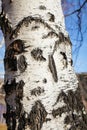 Close up birch bark texture natural background. birch tree wood texture with old cracks. pattern of birch bark Royalty Free Stock Photo