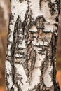 Close up birch cracked bark texture natural background. birch tree wood texture Royalty Free Stock Photo