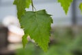 Close up birch green leaf on branch of the tree Royalty Free Stock Photo