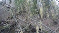 Close up of birch tree with aglet catkin in forest. 4K