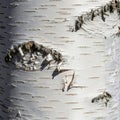 Close-up of birch tree bark (Betula) featuring a white, smooth surface with dark Royalty Free Stock Photo