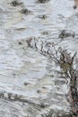 Close up of birch tree bark details - background or texture Royalty Free Stock Photo