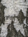 Close up birch tree bark natural background Royalty Free Stock Photo