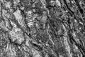 Close up of birch tree bark texture. Black and white image Royalty Free Stock Photo