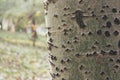 A close up of the birch tree bark texture Royalty Free Stock Photo