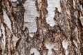 Close up of birch tree bark texture Royalty Free Stock Photo