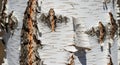 Close up of birch tree bark texture with natural peeling layers Royalty Free Stock Photo
