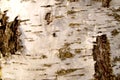 Close up of a birch tree (Betula) in sun light