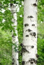 Close-up shot of the birch tree