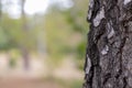 Birch Tree Trunk Bark Texture Close up on light brown blurred Royalty Free Stock Photo