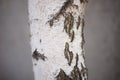 Close-up of a birch tree trunk on grey background Royalty Free Stock Photo