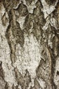 Close up birch tree trunk, tree bark background Royalty Free Stock Photo