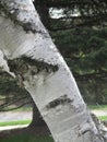 Birch Trunk Close-up