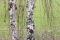Close-up of a birch wood in spring Royalty Free Stock Photo
