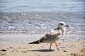 Close up of bird on a beach with water in the background