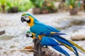 Bird Blue and yellow Macaw on a branch of tree Royalty Free Stock Photo