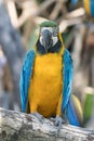 Close up Bird Blue-and-yellow macaw standing on branch Royalty Free Stock Photo