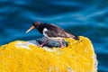 Oyster Catcher Haematopus ostralegus Bird Royalty Free Stock Photo