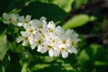 Close-up of bird cherry flower. Prunus padus, known as hackberry, hagberry, or Mayday tree. Selective focus. Royalty Free Stock Photo