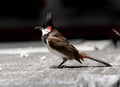 Close up of a bird