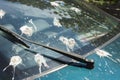 Close up Bird Droppings back window car Royalty Free Stock Photo