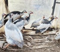 Guinea fowls Royalty Free Stock Photo