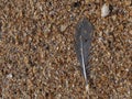 Close up of a Bird Feather on the Beach Royalty Free Stock Photo