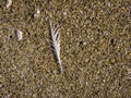 Close up of a Bird Feather on the Beach Royalty Free Stock Photo