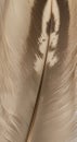 Close-up of a bird feather, characterized by a distinct pattern with dark and light brown Royalty Free Stock Photo