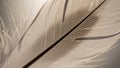 Close up of a bird feather highlighting intricate barbs and smooth texture Royalty Free Stock Photo