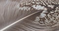 Close-up of a bird feather showing intricate patterns and textures. The feather features a combinati Royalty Free Stock Photo