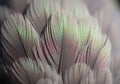 Close-up of bird feathers showing fine, overlapping structures with Royalty Free Stock Photo