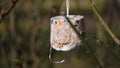 Close-up of bird feeder made of different types of grains hung on tree,made by hand at home.Protection of wild birds in nature in Royalty Free Stock Photo