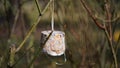 Close-up of bird feeder made of different types of grains hung on tree,made by hand at home.Protection of wild birds in nature in Royalty Free Stock Photo