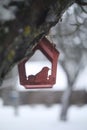 Close-up of a bird feeder on a tree under the snow in the forest. Royalty Free Stock Photo