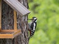 Close up bird The great spotted woodpecker, Dendrocopos major perched on the larch tree trunk, with bird feeder. Green Royalty Free Stock Photo