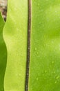 A close-up of a bird nest fern Asplenium leaf Royalty Free Stock Photo