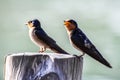 Close-up of Bird Pacific swallow (Hirundo tahitica) isolated in Royalty Free Stock Photo