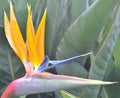 Close up of a bird of paradise.