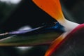 Close up of a bird of paradise flower or sterlitzia Royalty Free Stock Photo