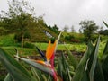 Close up of a bird of paradise flower, Strelitzia reginae in Azores Royalty Free Stock Photo