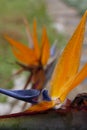 Bird of Paradise Plant Strelitzia Reginae Royalty Free Stock Photo