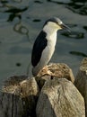 Sea bird on pier Royalty Free Stock Photo